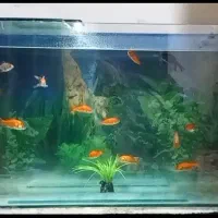 یک عدد آکواریم