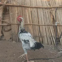 خروس|حیوانات مزرعه|ایرانشهر, |دیوار