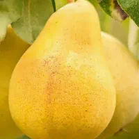 تولید نهال گلابی شاه میوه|خدمات باغبانی و درختکاری|ماهدشت, |دیوار