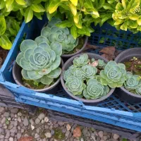 انواع گل فقط ۱۵تومن به علت کمبود جا|گل و گیاه طبیعی|واجارگاه, |دیوار