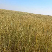 زمین کشاورزی ۶ هکتاری R1 کانال ۷ قطعه ۳۱