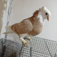 ابلغ شازده طوقی سلامت