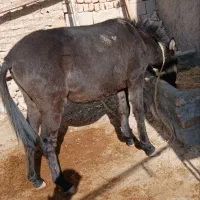 قاطر نر یک سال و ۸ ماهه|حیوانات مزرعه|شیروان (خراسان), |دیوار