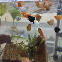 ماهی|ماهی|سیرجان, |دیوار