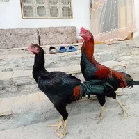 برهما اصل و لاری اصل افقان|حیوانات مزرعه|بندر ترکمن, |دیوار