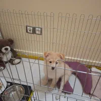 واگذاری توله سه ماهه