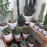 سی عدد گل بسیار زیبا فروشی