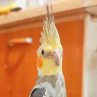 پرنده گمشده در چابهار