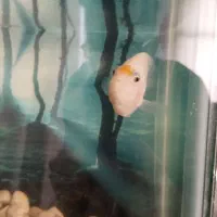 ماهی فلاور نر و ماده|ماهی|قزوین, |دیوار