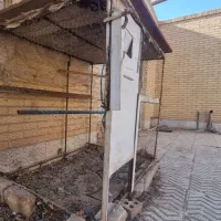 کفتر طوقی|پرنده|زارچ, |دیوار