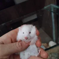 همستر میمیاتوری|موش و خرگوش|شیراز, سلطان آباد|دیوار