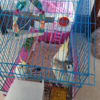 جفت عروس هلندی همراه با یک عدد جوجه