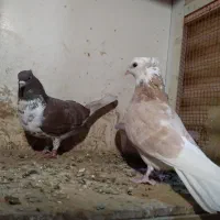 کفتر فوق پرش