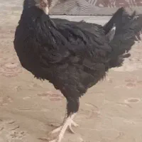 خروس مشکی