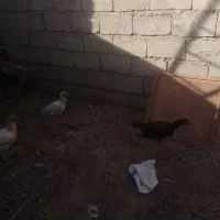 مورغفروشی|حیوانات مزرعه|سیستان, |دیوار