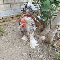 حیوانات|حیوانات مزرعه|پاکدشت, حصار امیر|دیوار