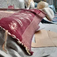 گربه ۷ماه خانگی|گربه|رشت, آب آسیاب|دیوار