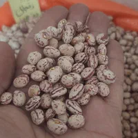 برنجحبوبات چای ومواد غذایی جنگجو|عمدهفروشی|مراغه, |دیوار