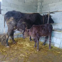 گاو با گوساله نر