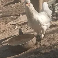 مرغ همچی تموم