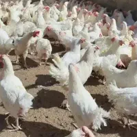 مرغ گوشتی و تخمگذار