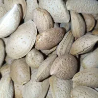 بادام سنگی درجه یک (بادوم محلی )|خوردنی و آشامیدنی|تهران, مسعودیه|دیوار