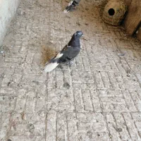 کبوتر کفتر اصفانی تخت دم سفید