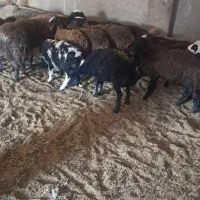 ۱۷ راس بره ماده زیر یک سال وزن پایین جفتی ۶۵ کیلو