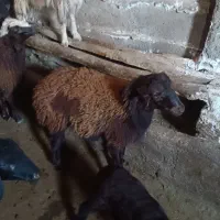 فروش چهار راس بره دشتی