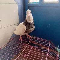 کبوتر|پرنده|امیدیه, |دیوار