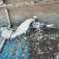 کفتر پر شی|پرنده|کرج, المهدی|دیوار