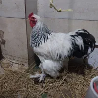 تخم مرغ برهما|حیوانات مزرعه|رشت, باهنر|دیوار