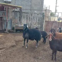 قوچ|حیوانات مزرعه|گمیشان, |دیوار