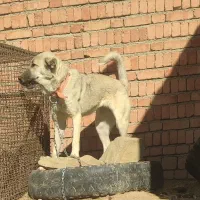 ماده عراقی 7ماه