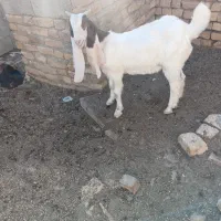 بزغاله پاکستانی