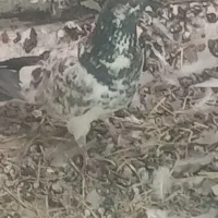 کبوتر پرشی|پرنده|اصفهان, ابر|دیوار