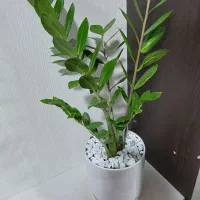 گیاه زاموفیلیا سبز سرحال+گلدان سفالی +ارسال رایگان