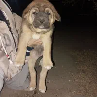 معاوضه با بچه گربه اسکاتیش|سگ|کرج, شهرک یاس جنوبی|دیوار