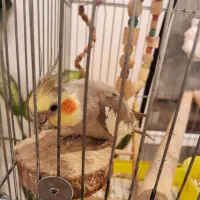 عروس هلندی|پرنده|شهریار, شهرک وائین|دیوار