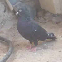 کفتر|پرنده|مسجد سلیمان, |دیوار