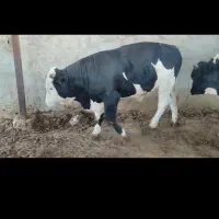 فروش گوشت گوساله ،بره،کهره،میش،بز