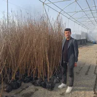 نهال و درخت انار درشت شیرین و می خوش و ترش