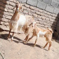 فروش دوتا بز ماده