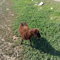 بره نر