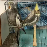 جوجه عروس هلندی|پرنده|مهران (ایلام), |دیوار