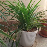 گلدان گل و گیاه آپارتمانی سرحال و سالم و استند گل|حراج|تهران, دریاچه شهدای خلیج فارس|دیوار