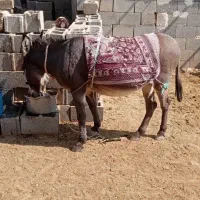 فروش خر جون و درجه یک|حیوانات مزرعه|مرودشت, مجد آباد|دیوار