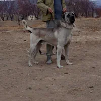 واگذاری پژدر نر ماده پژدر ماده سرابی