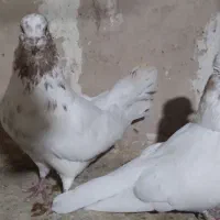 یک جفت ماه رو|پرنده|تهران, والفجر (افسریه)|دیوار