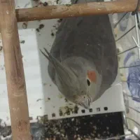 عروس هلندی ماده|پرنده|سراوان, |دیوار